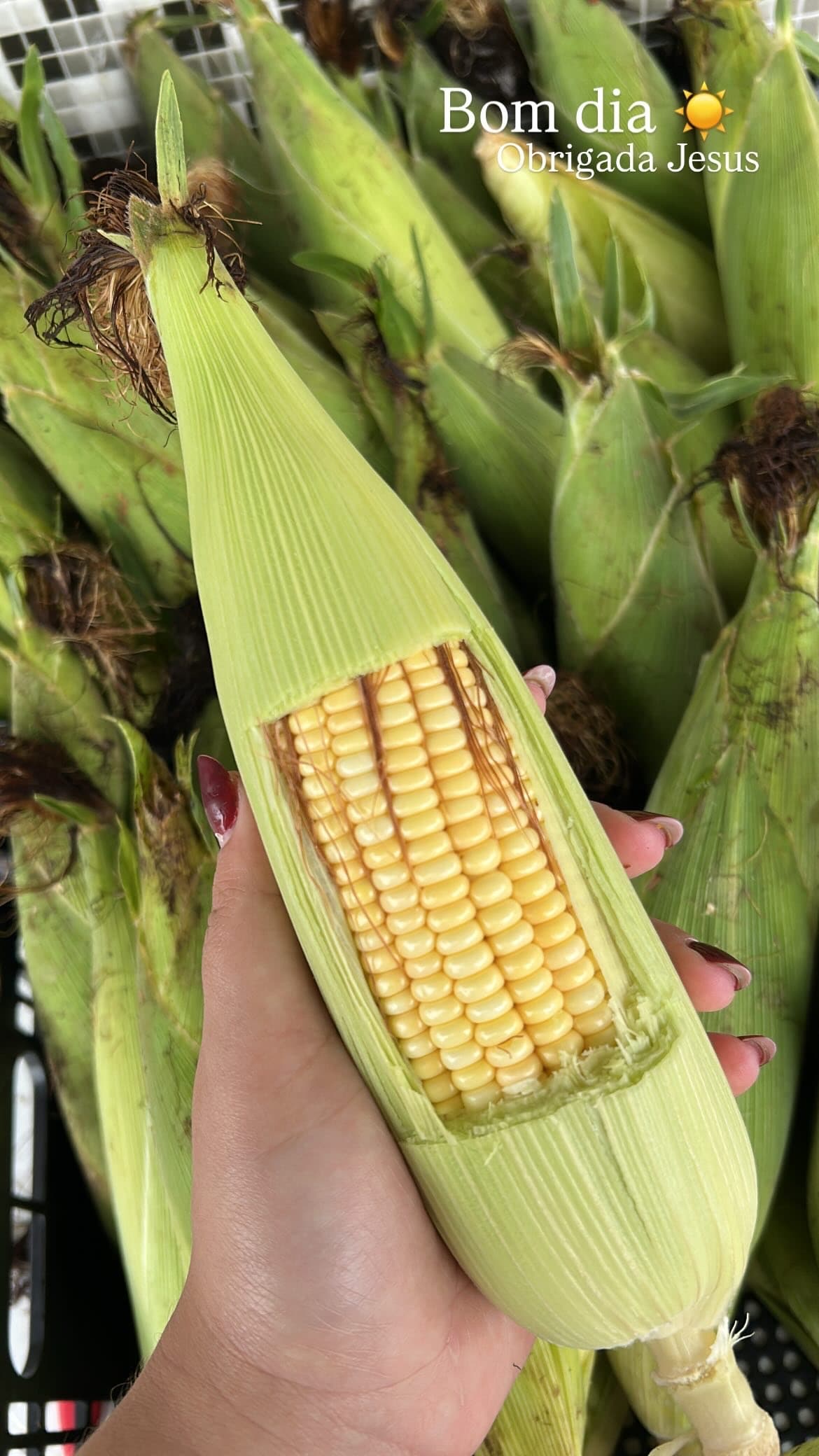 Espiga Milho verde