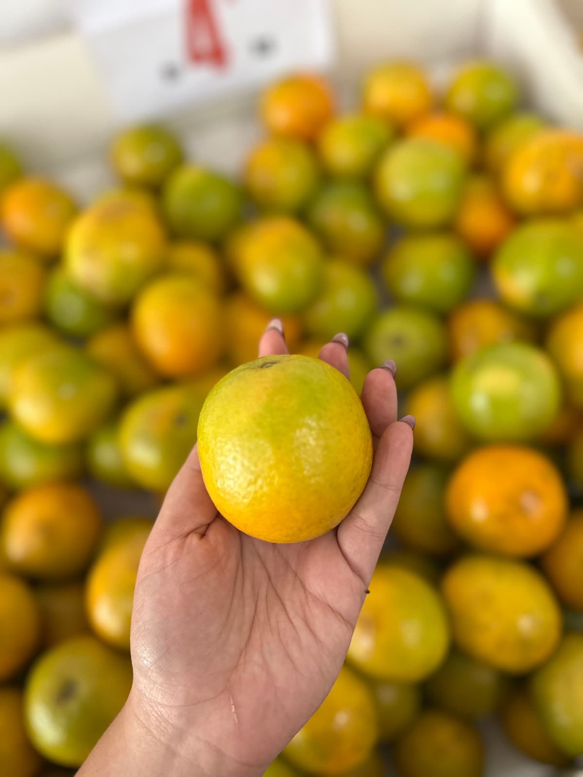 Laranja Pera Rio